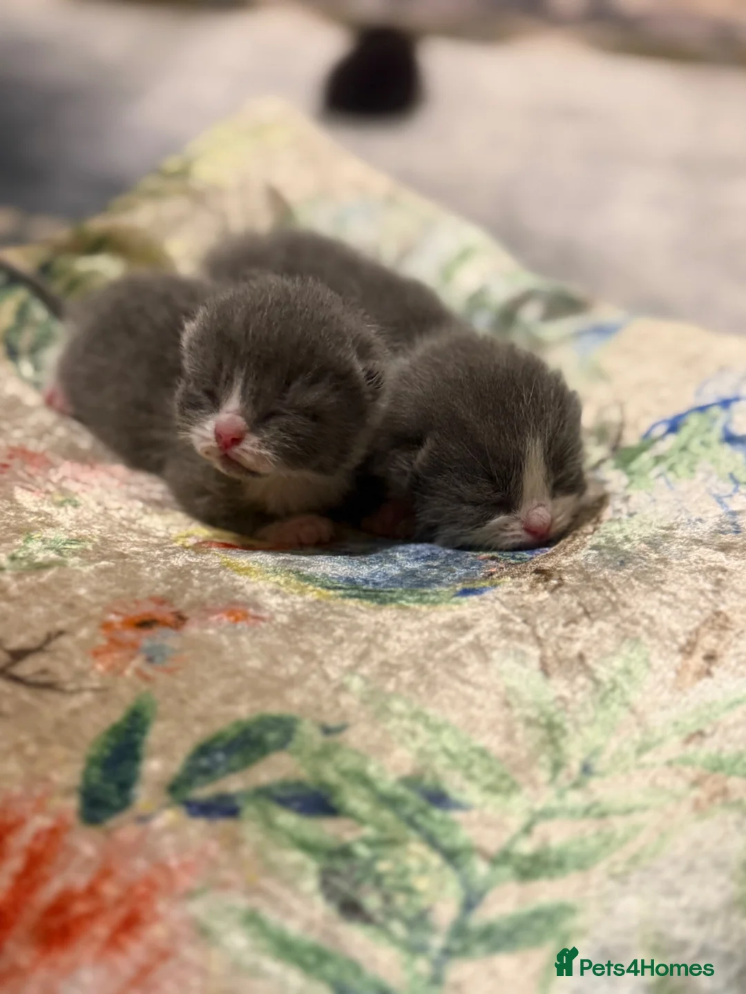 British Shorthair cats for sale: Baby kittens Scottish fold and British short hair - Advert 10
