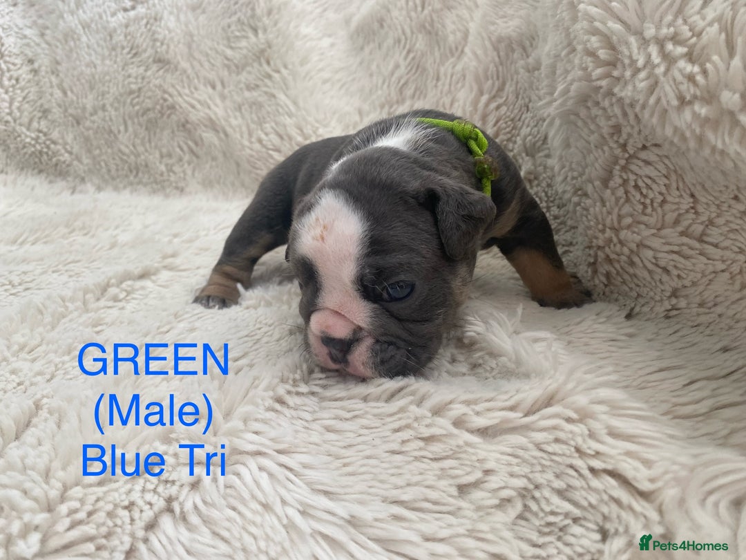 English Bulldog dogs for sale: English Bulldog Puppies - Image 4