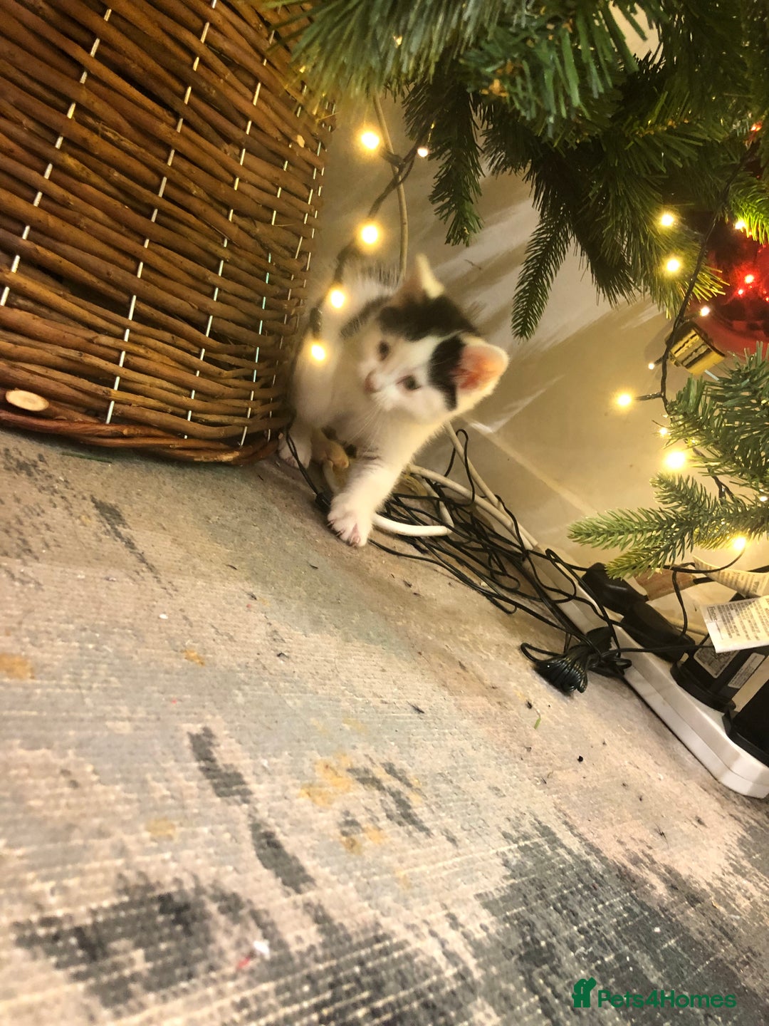 Mixed Breed cats for sale: 4 Lovely kittens for sale  - Advert 6