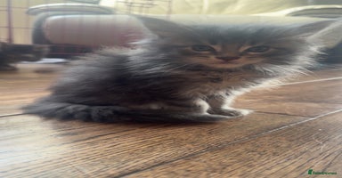 Maine Coon cats Exceptional Mainecoon cubs TICA Champ bloodlines - Advert 11