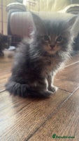 Maine Coon cats Exceptional Mainecoon cubs TICA Champ bloodlines - Advert 5