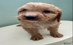 Cockapoo dogs for sale: ONLY 3 RED/WHITE COCKAPOO PUPPIES LEFT - Image 17