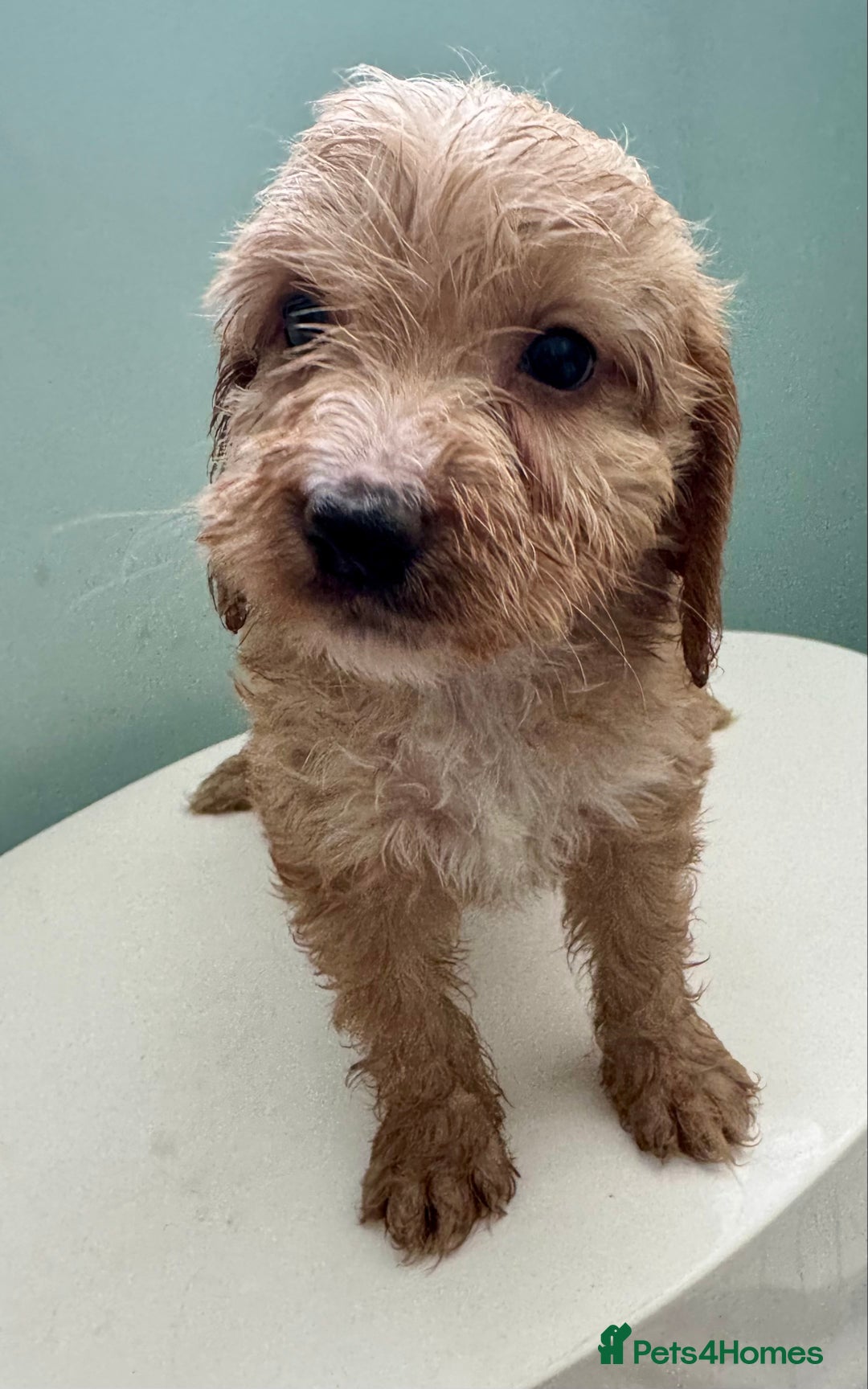 Cockapoo dogs for sale: ONLY 3 RED/WHITE COCKAPOO PUPPIES LEFT - Image 17