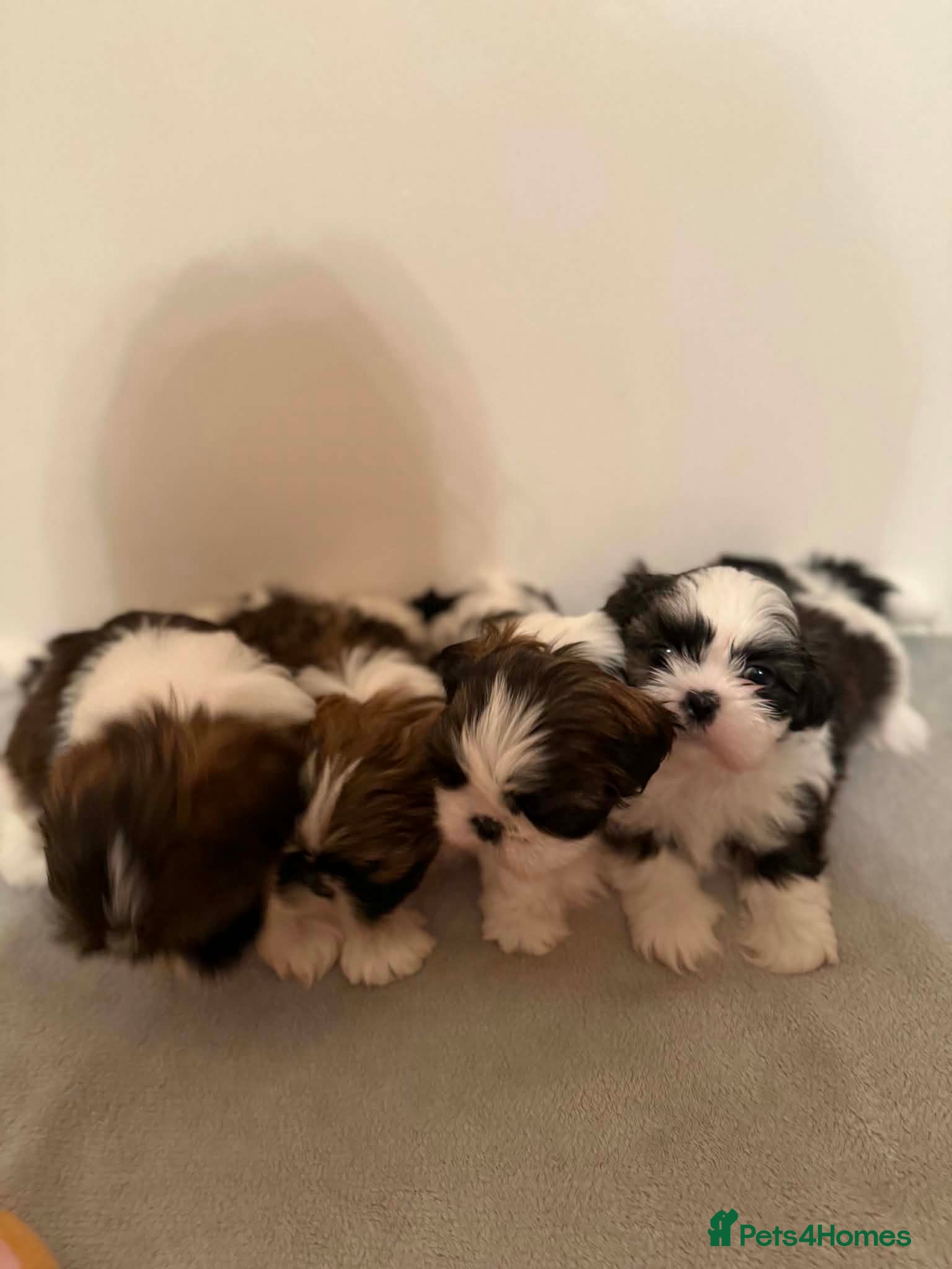 Shih Tzu dogs Shihtzu puppies for sale  - Advert 1