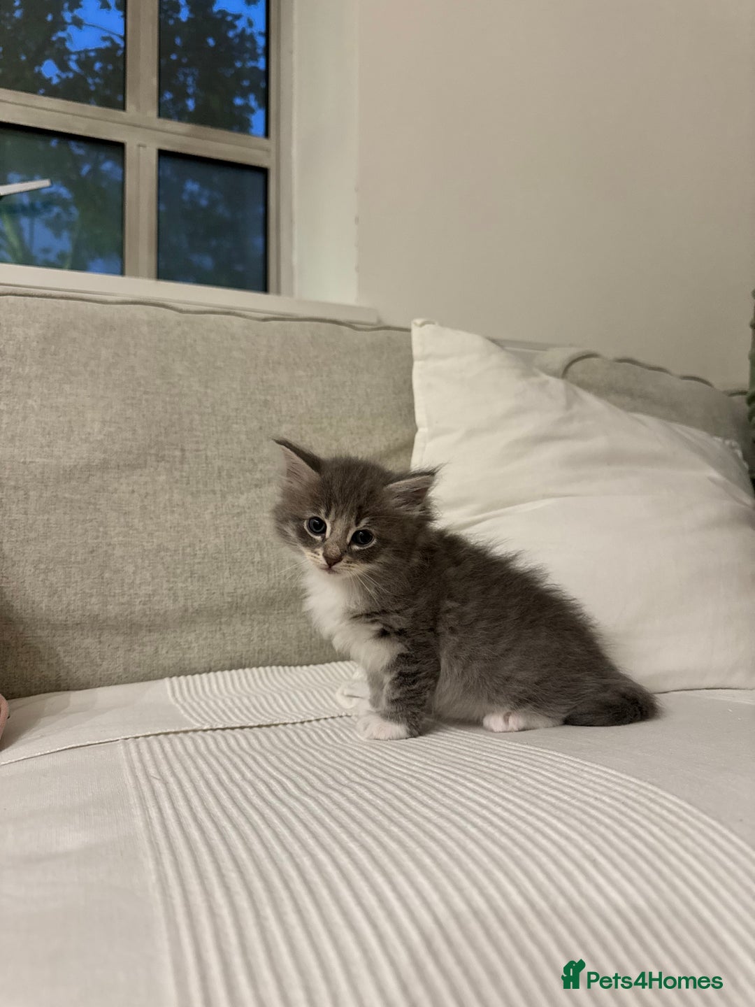 Siberian cats for sale: Siberian Hypoallergenic Kittens  - Image 6