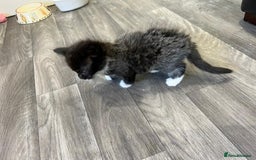 Mixed Breed cats for sale: 1x Boy and 1x Girl Kitten For Sale - Image 12