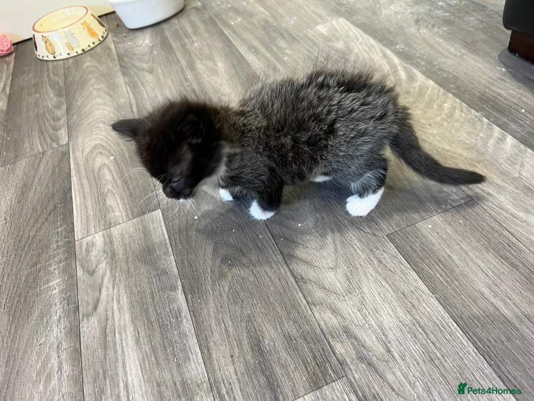 Mixed Breed cats for sale: 1x Boy and 1x Girl Kitten For Sale - Image 12