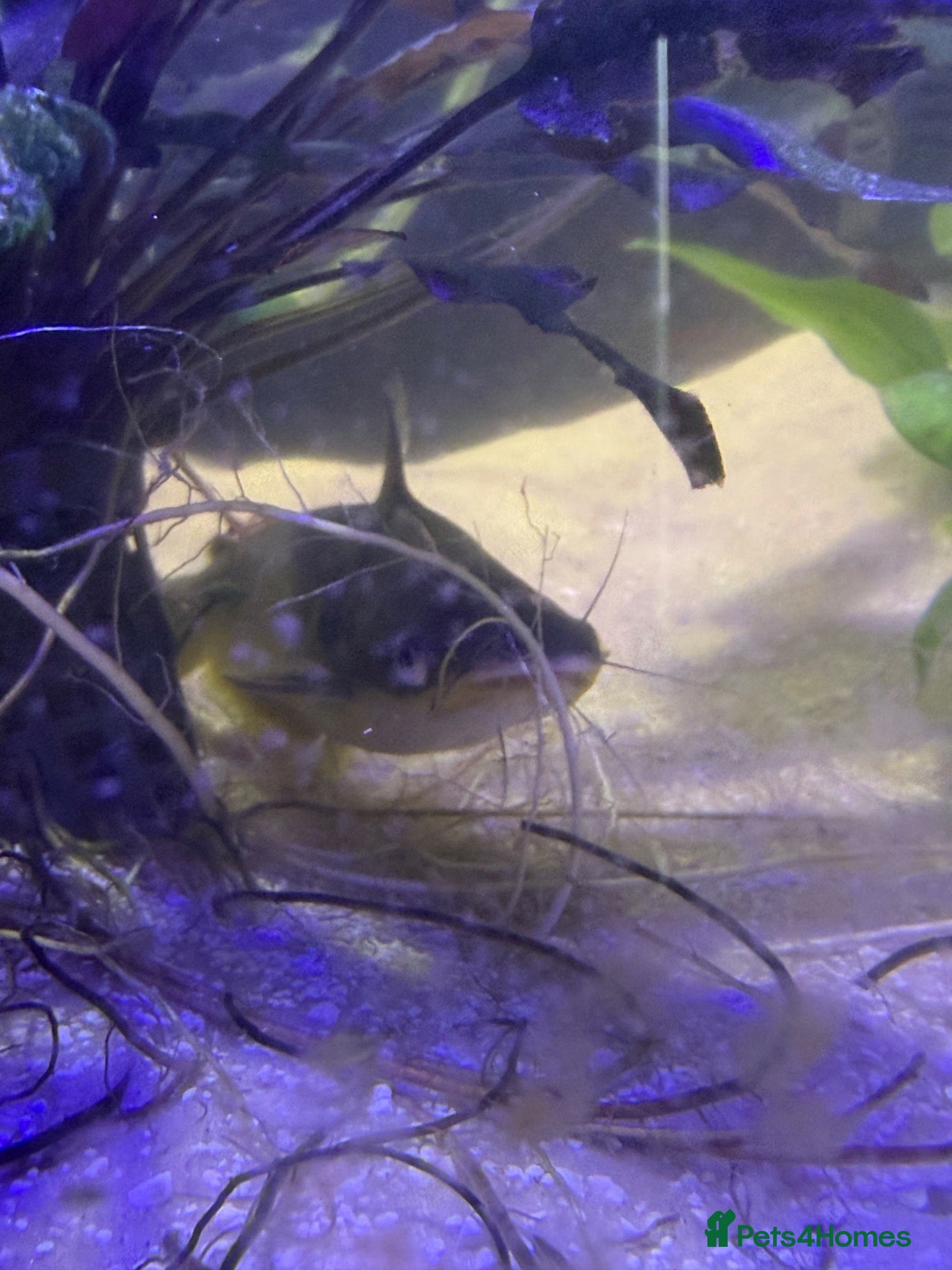 Catfish fish Electric catfish  - Advert 7
