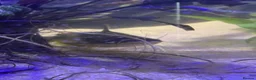 Catfish fish for sale: Electric catfish  - Advert 1