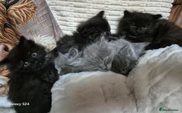 Ragdoll cats for sale: Ragdoll kittens  - Image 29