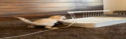 Bengal cats for sale: Blue-eyed Albinos Bengal Kittens, TICA-Active! 🏆 - Advert 7