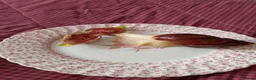 Snails invertebrates for sale: Baby giant African land snails in Worcester - Advert 11