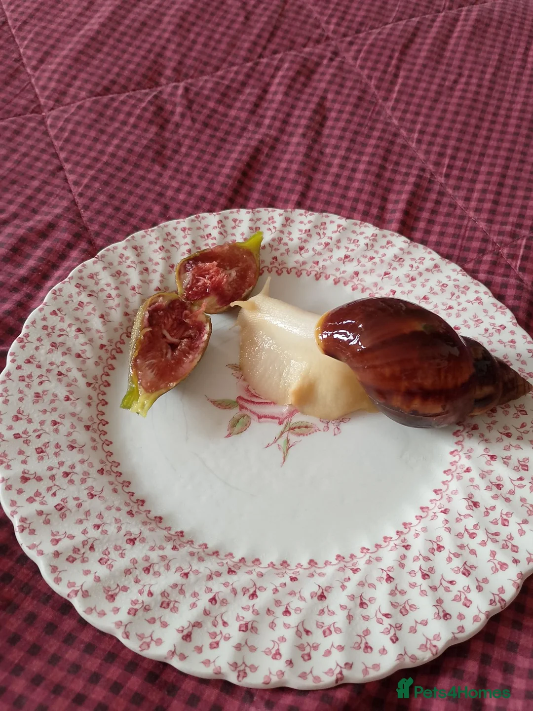 Snails invertebrates for sale: Baby giant African land snails in Worcester - Advert 11