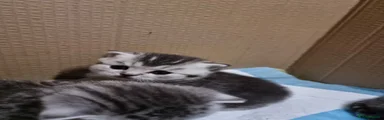 Kitten 1