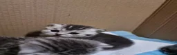 British Shorthair cats for sale: 4 Kitten Tabby British Shorthair GCCF Pedigree  - Advert 20