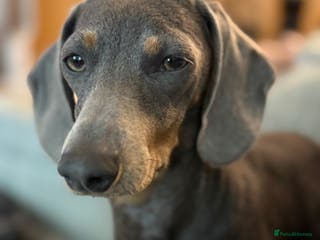 Miniature Dachshund dogs Miniature Daschund puppies - Advert 14