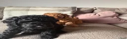 Cavapoo dogs for sale: Cavapoo puppies  - Advert 13