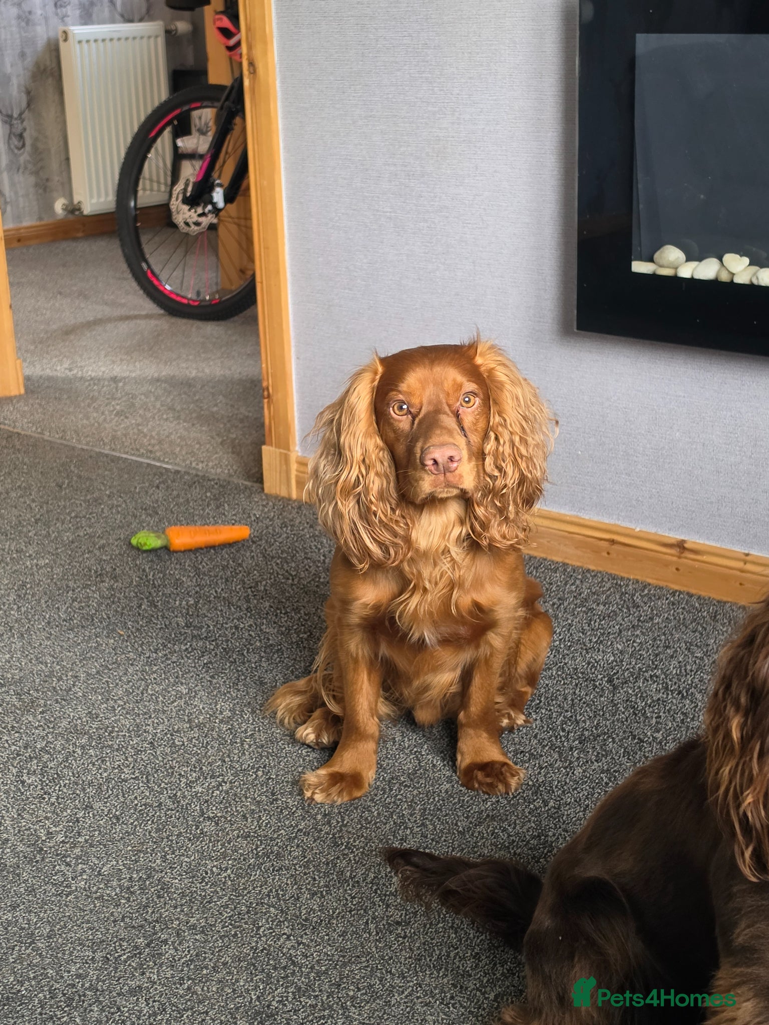 Cocker Spaniel dogs Red male for stud - Advert 2