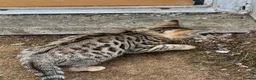 Bengal cats for sale: Stunning Bengal Kittens Only 1 left - Advert 7