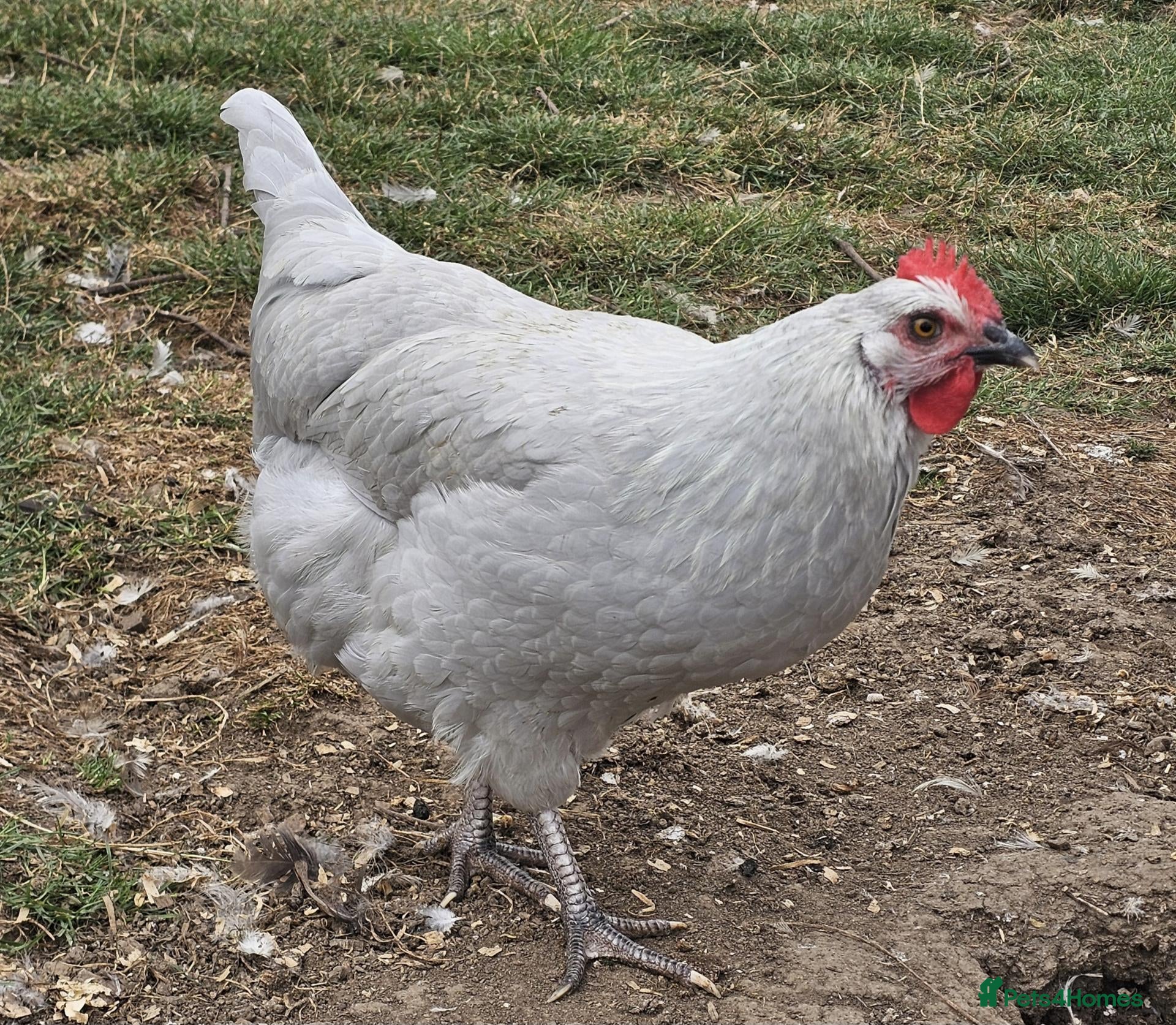 Chickens poultry POL Olive eggers, Lavender marans other large fowl - Advert 1