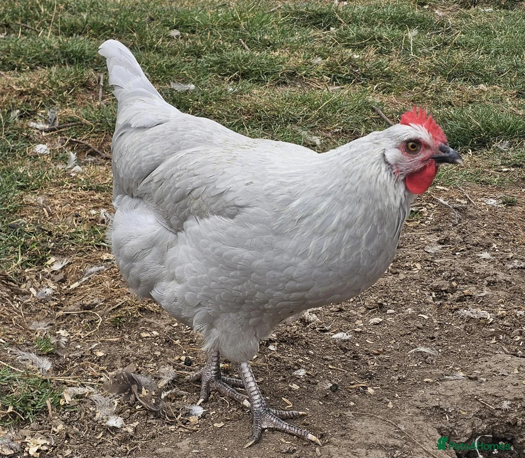Chickens poultry for sale: POL Olive eggers, Lavender marans other large fowl - Advert 1