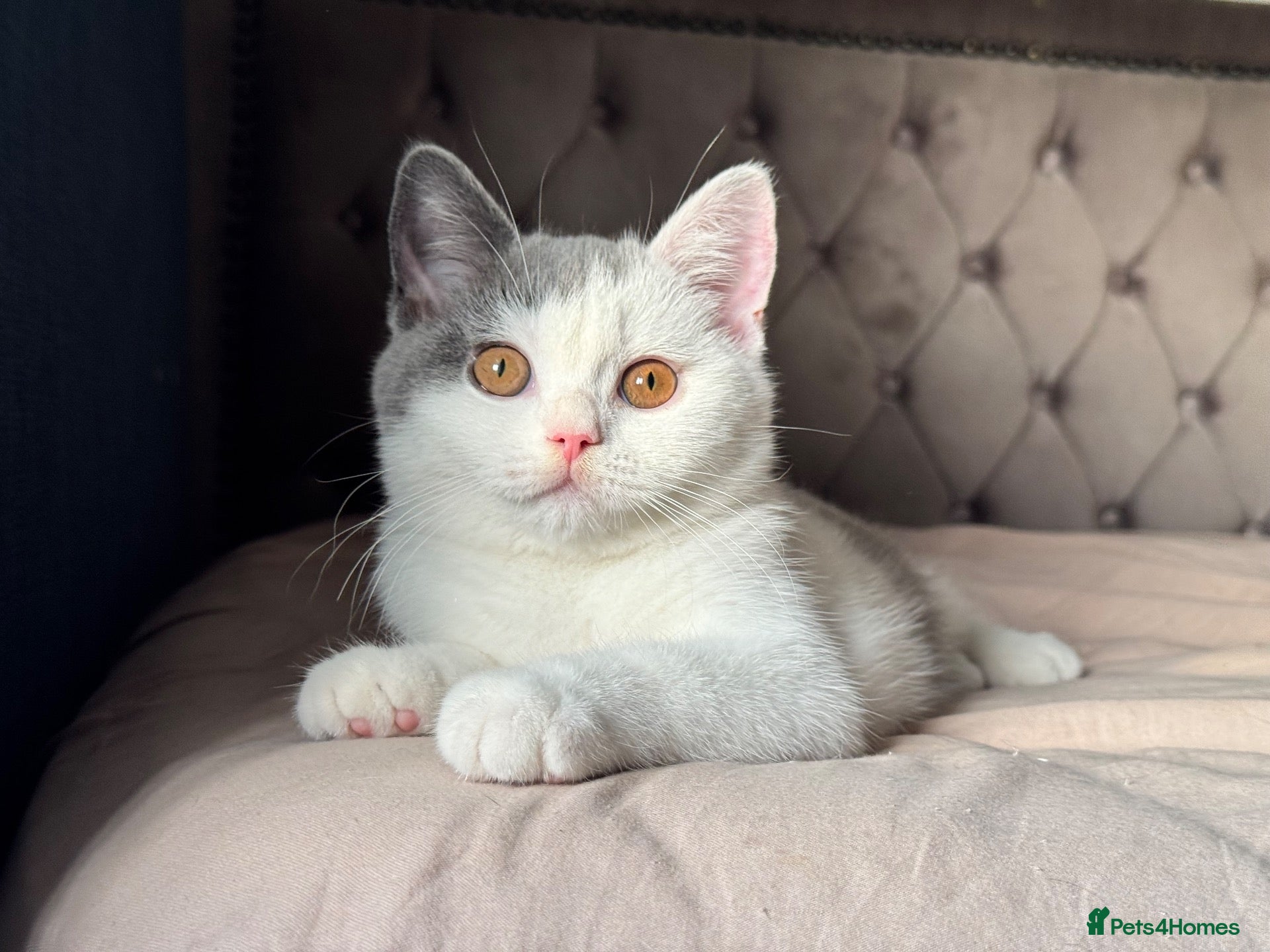 British Shorthair cats TICA Registered BritishShorthairKittens  Ready now - Advert 1