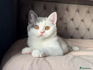 British Shorthair cats TICA Registered BritishShorthairKittens Ready now - Advert 1