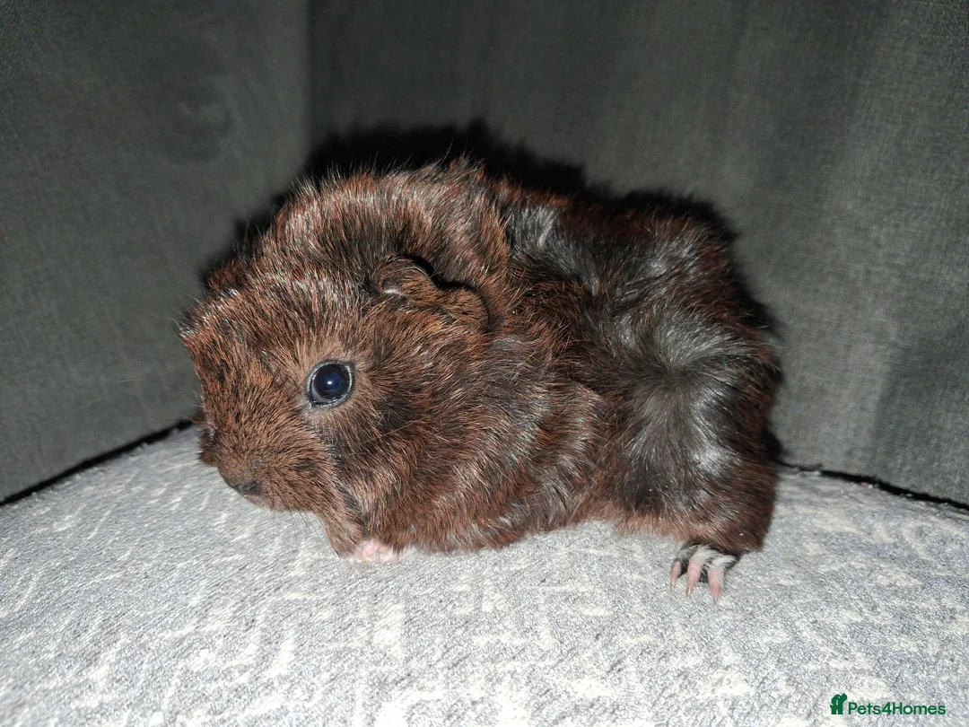 Guinea Pig rodents for sale: Beautiful baby boars for sale - Advert 8