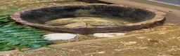 Tortoise reptiles for sale: Horsfield Tortoise age 6 - Advert 12