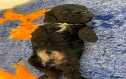 Mixed Breed dogs for sale: Beautiful Little Boy Available Now! - Image 8