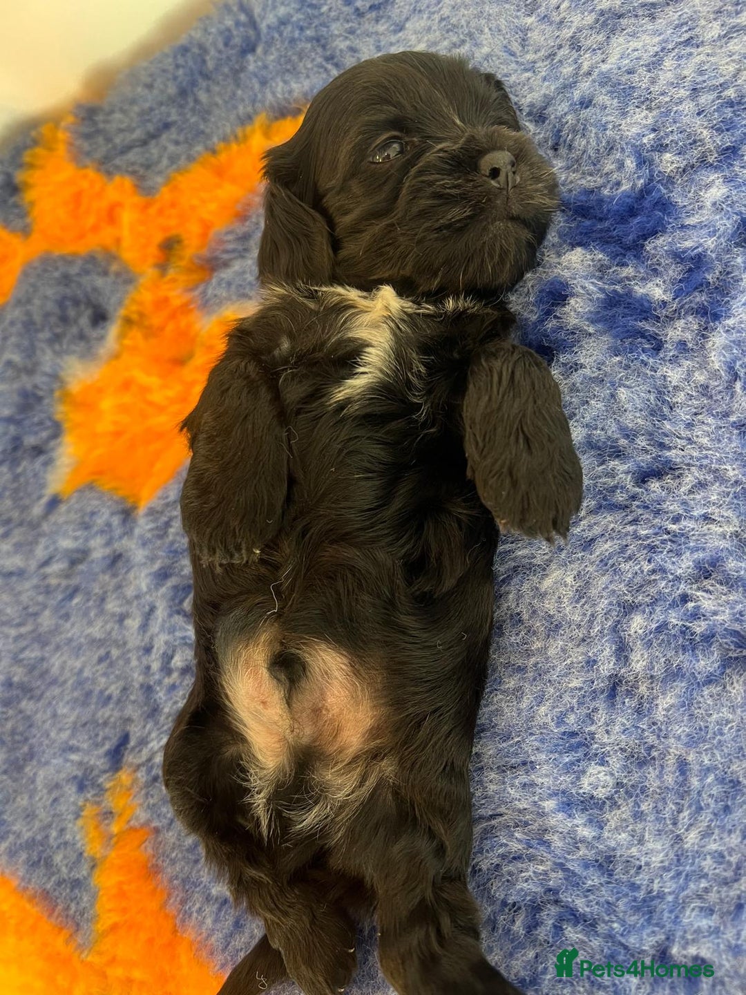 Mixed Breed dogs for sale: Beautiful Little Boy Available Now! - Image 8