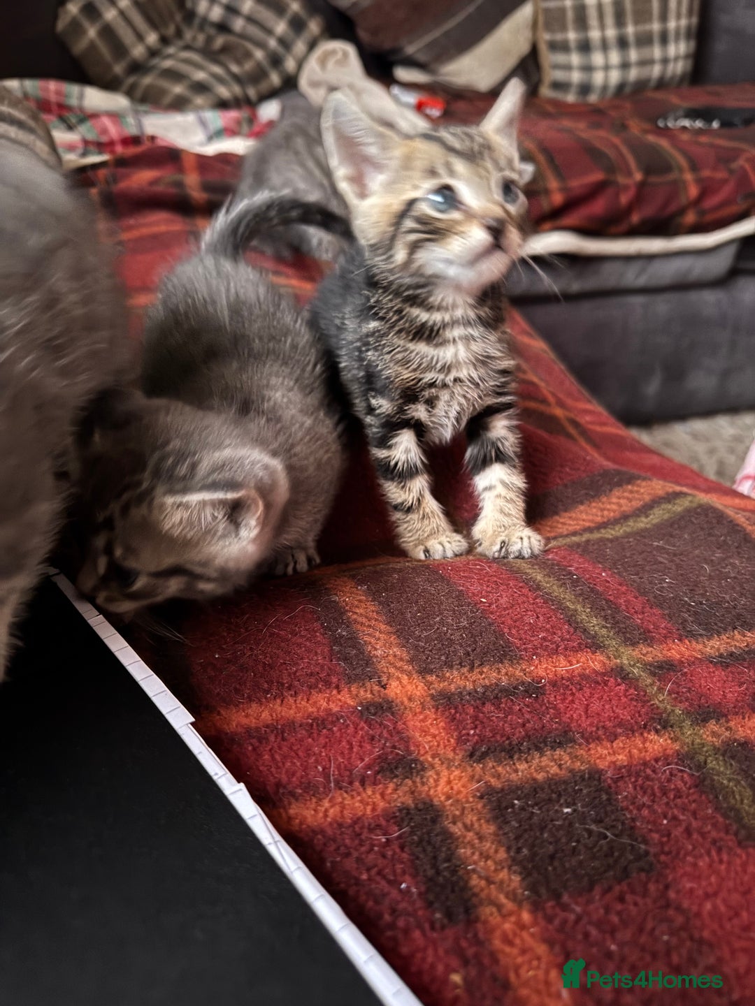 Mixed Breed cats for sale: I have 4 beautiful babies 3 boys 1 girl - Advert 18