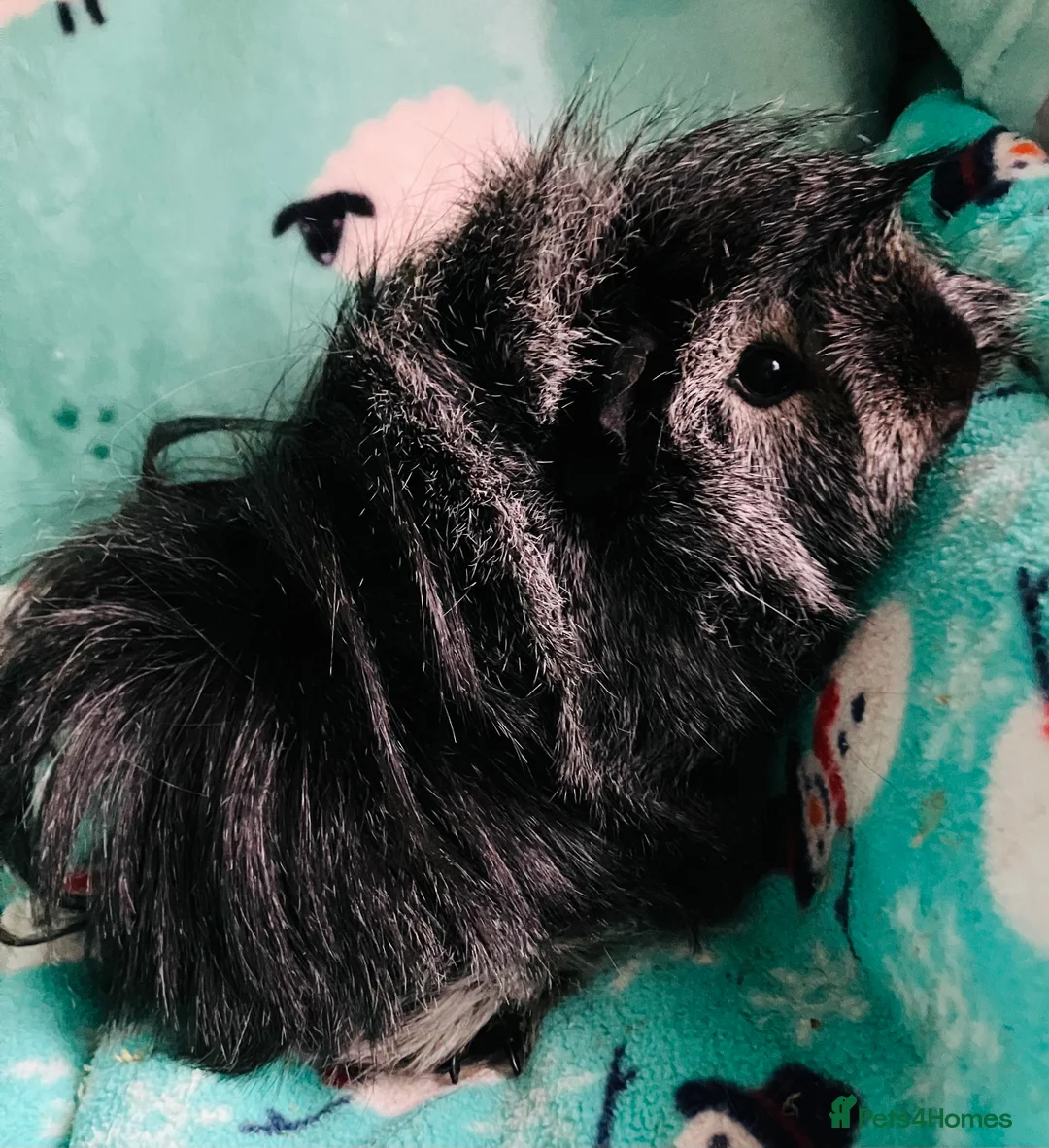 Guinea Pig rodents for sale: Boar and Son pair - Advert 2
