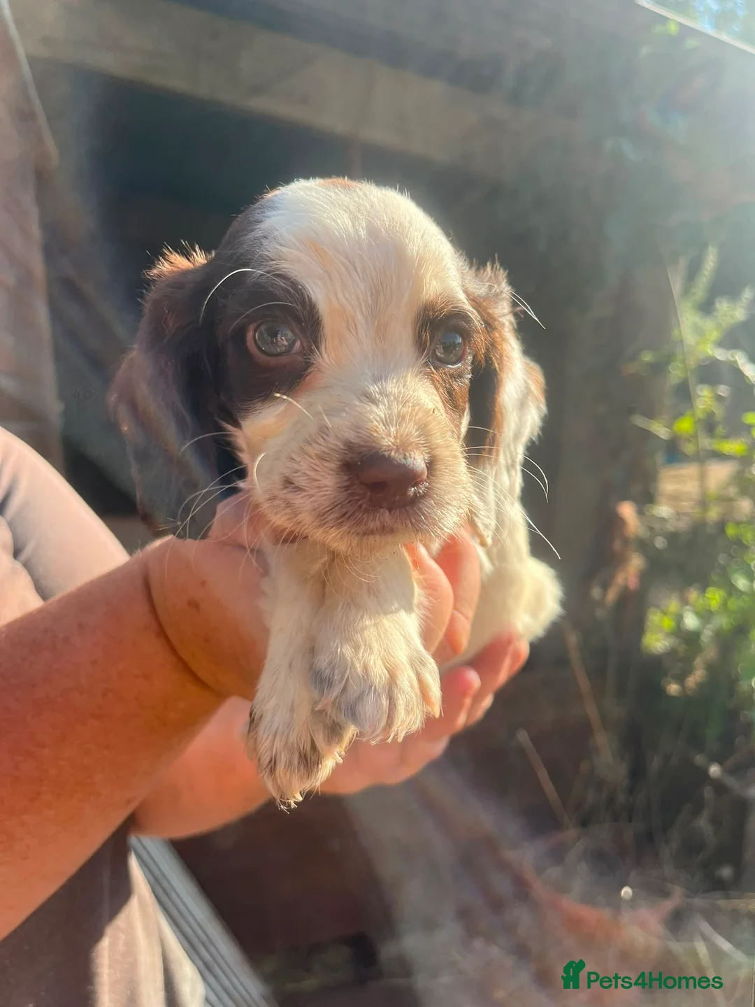 Sprocker dogs for sale: 4 sprocker puppies for sale  - Advert 2
