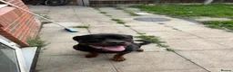 Rottweiler dogs for sale: German Boxed Head Rottweiler Male 1year + - Advert 4