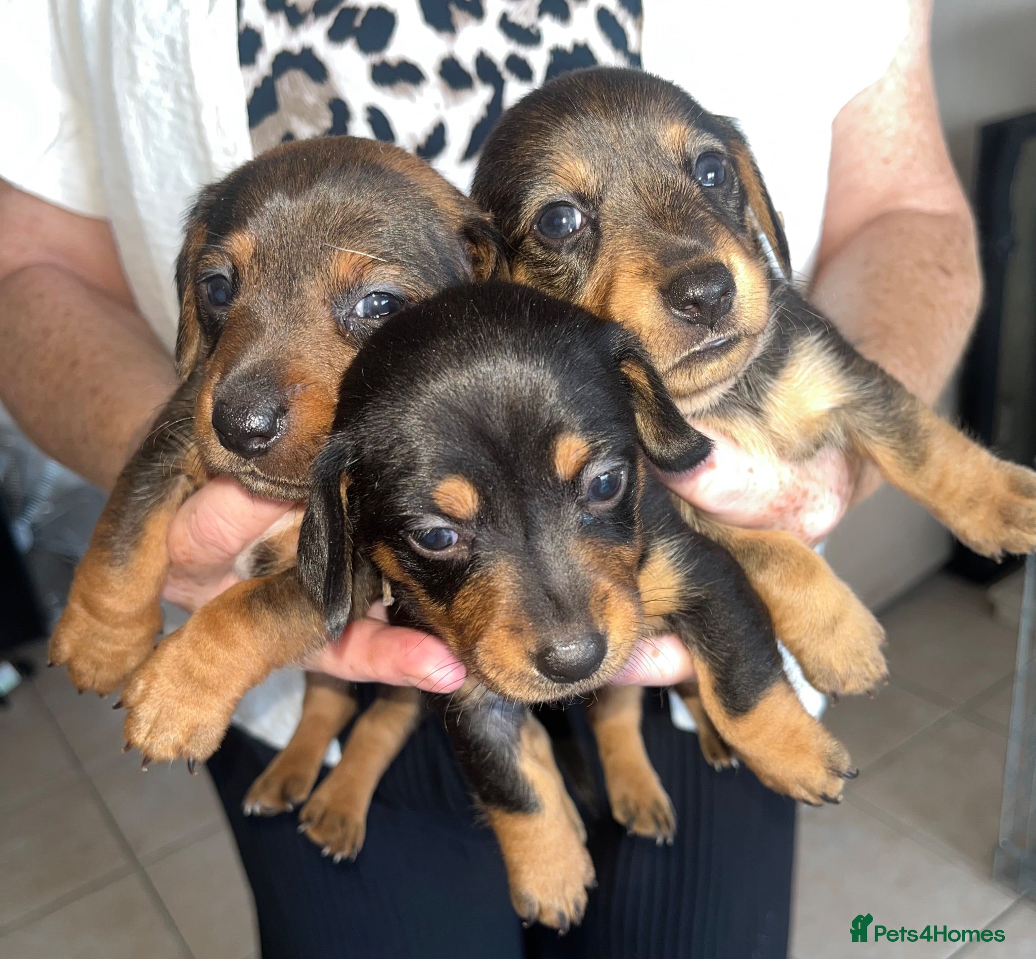Jackshund dogs ❤️ Bella’s beautiful little ❤️ - Advert 2