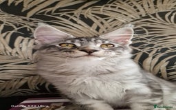 Maine Coon cats for sale: Pure Maine coon - Image 5