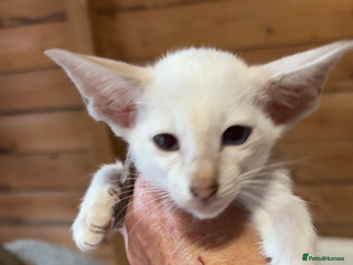 Siamese cats - Advert 11