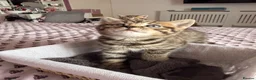 British Shorthair cats for sale: Adorable Kittens Looking for Loving Homes 🐾 - Advert 18
