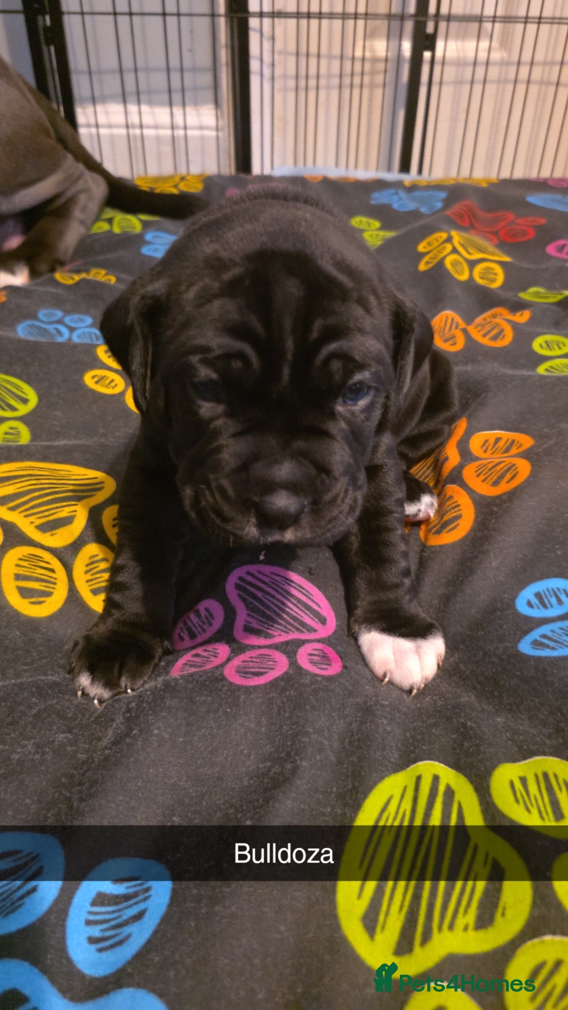 Cane Corso dogs 3 cane corso puppies sale - Advert 2