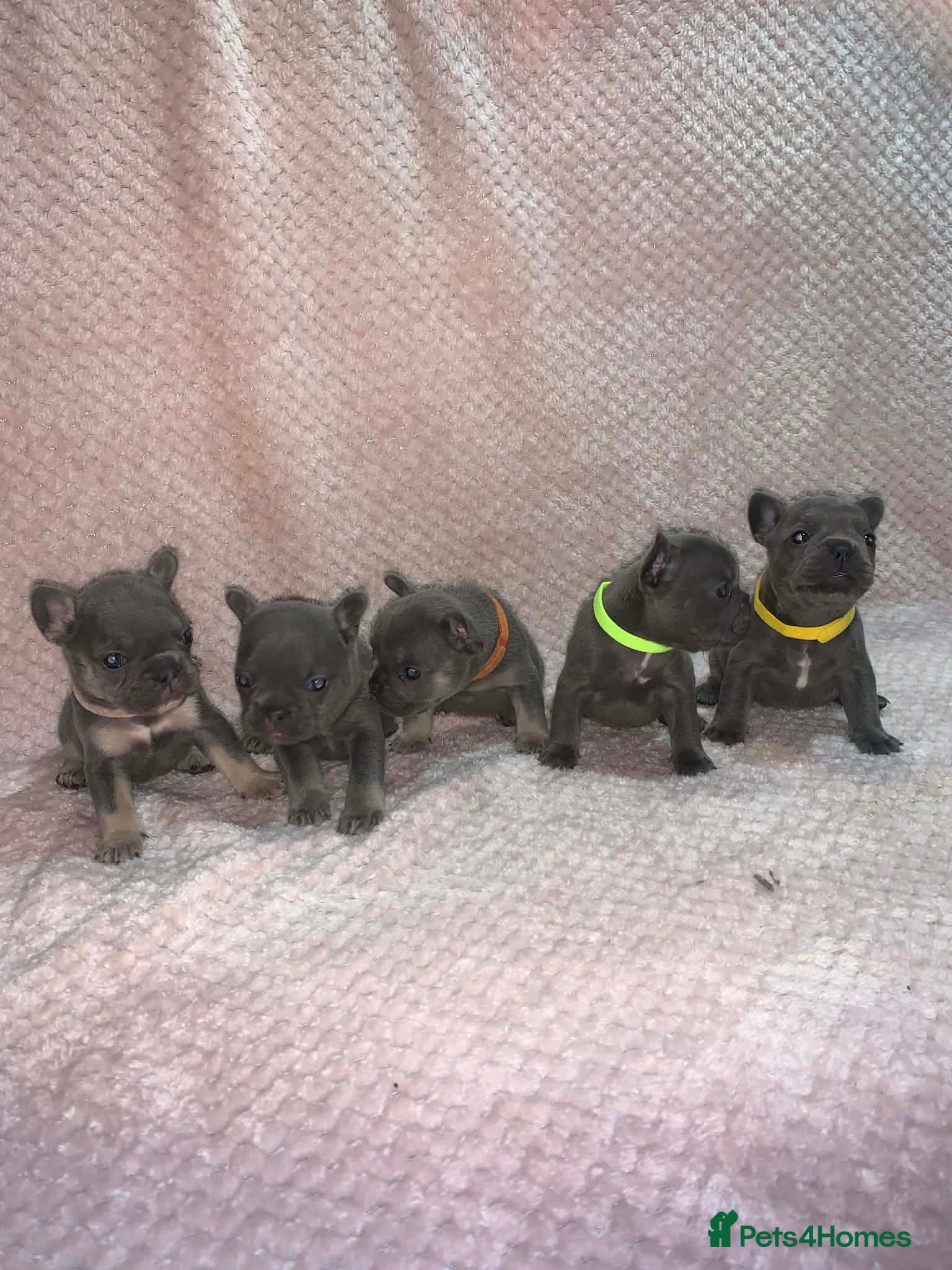 French Bulldog dogs 🐾Stunning Blue & Blue and Tan Frenchie Puppies🐾 - Advert 1