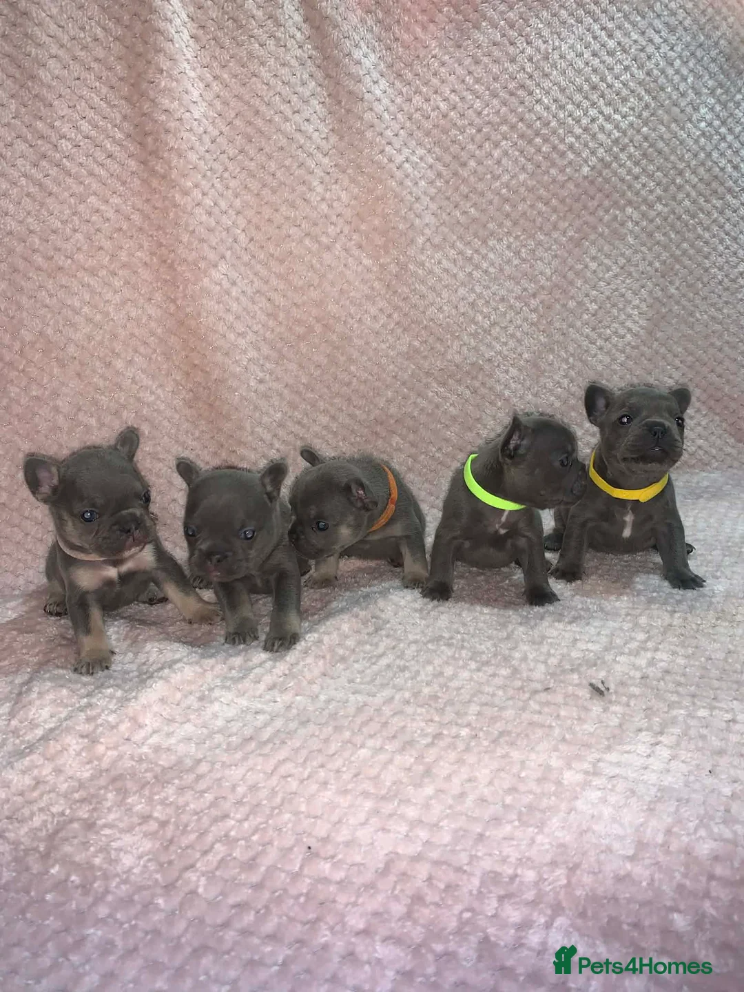 French Bulldog dogs for sale: 🐾Stunning Blue & Blue and Tan Frenchie Puppies🐾 - Advert 1