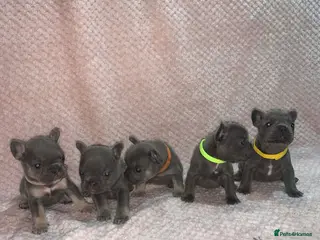 French Bulldog dogs 🐾Stunning Blue & Blue and Tan Frenchie Puppies🐾 - Advert 1