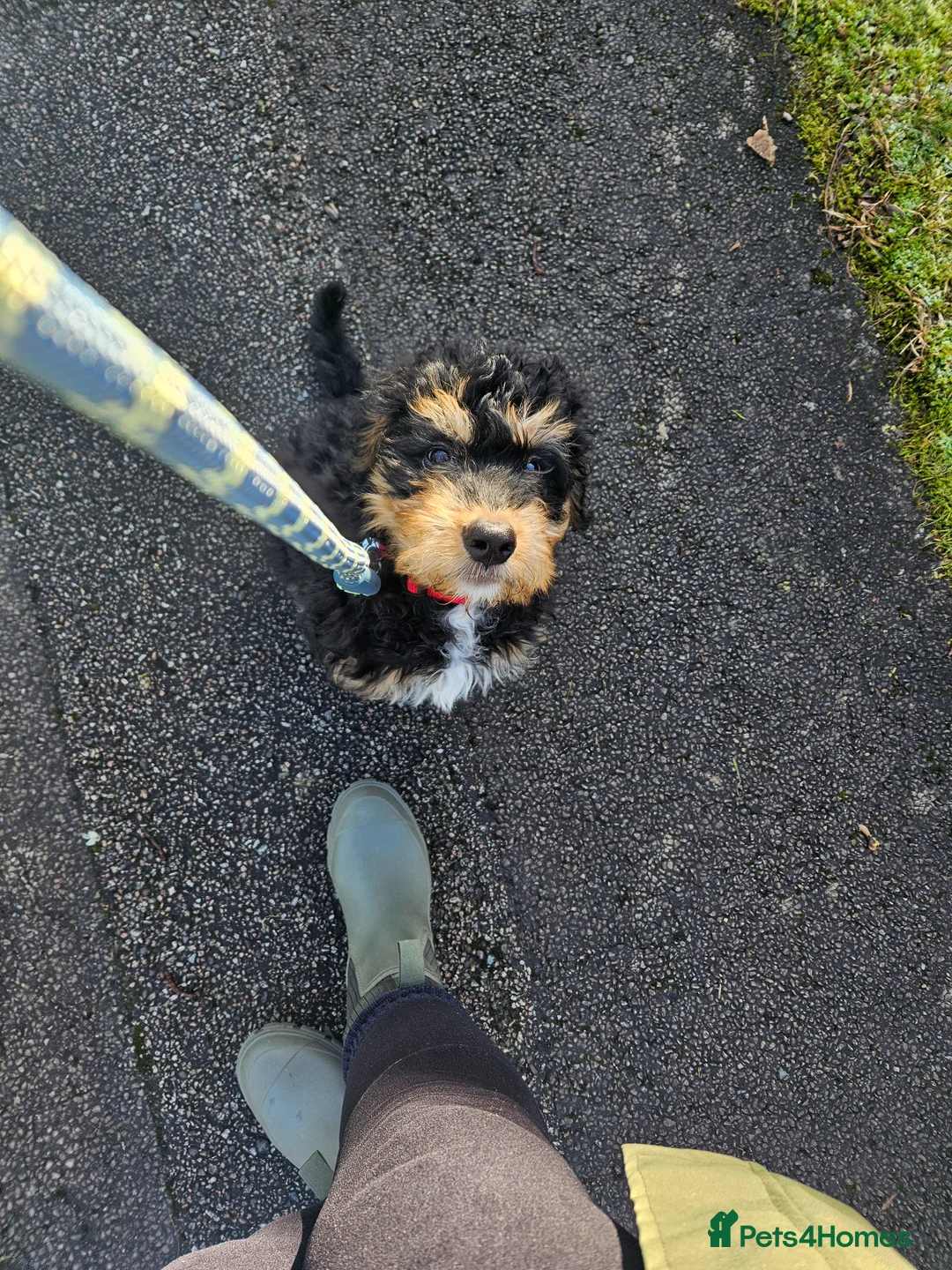 Bernedoodle dogs for sale: Beautiful bernadoodle tri phantom - Advert 2