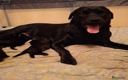 Mixed Breed dogs for sale: Beautiful Black Labrador/Rottweiler puppies - Image 11