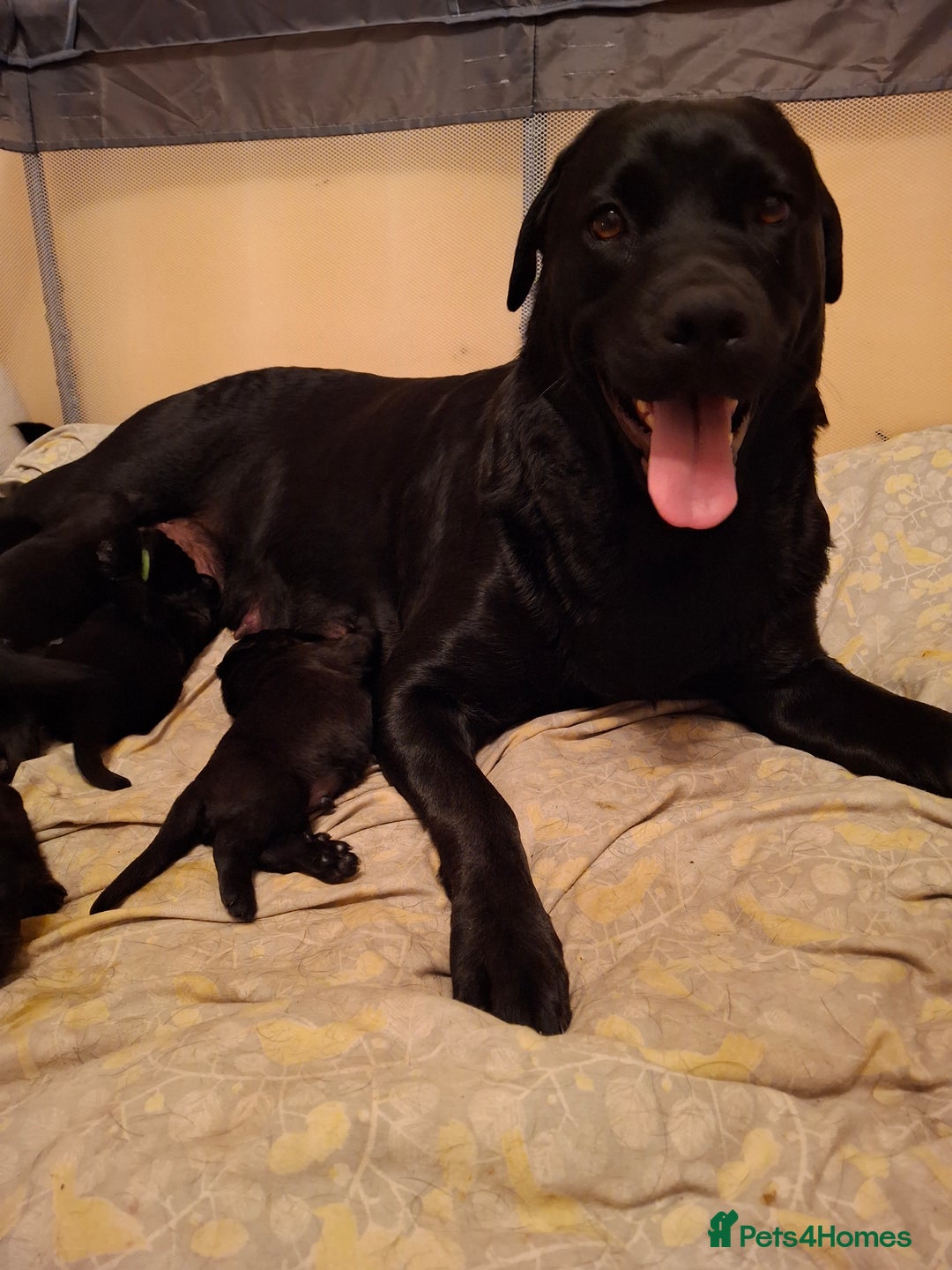 Mixed Breed dogs for sale: Beautiful Black Labrador/Rottweiler puppies - Image 11