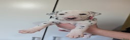 Dalmatian dogs for sale: Beautiful litter of 6 Dalmatian Puppies - Advert 10
