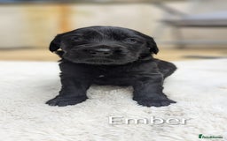 Mixed Breed dogs for sale: 4 girls available end of October  - Image 3