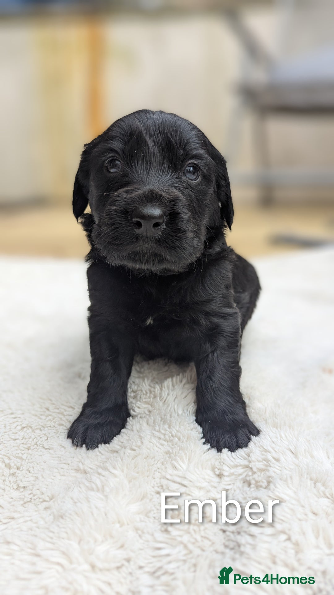 Mixed Breed dogs for sale: 4 girls available end of October  - Image 3