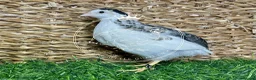 Quail poultry for sale: Chinese Painted/Button Quail | Eggs/Chicks/Layers  in Wells - Advert 7
